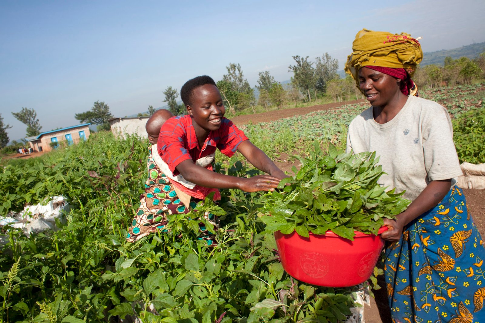 Vaste projet d’agriculture intégré pour lutter contre la famine dans le continent africain